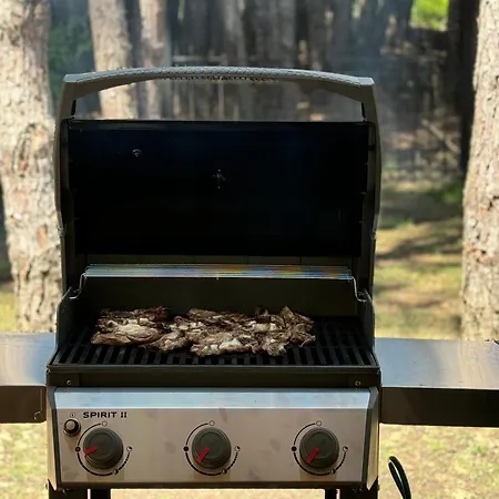 Forest - Middle Of Forest & Near The *