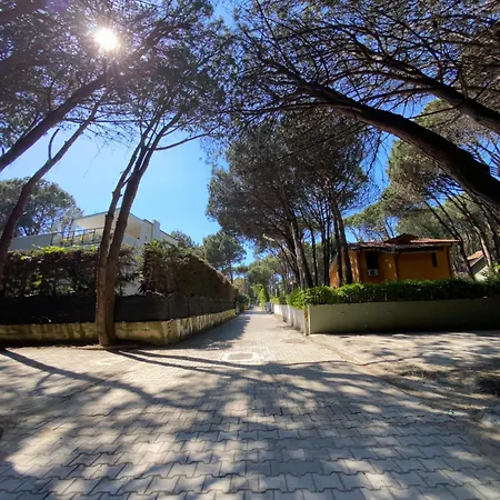 Forest - Middle Of Forest & Near The *