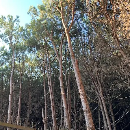 Forest - Middle Of Forest & Near The