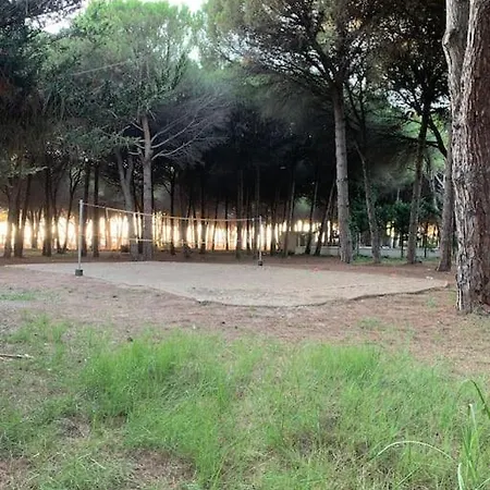 Forest - Middle Of Forest & Near The *