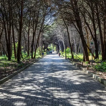 Forest - Middle Of Forest & Near The *