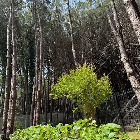 Forest - Middle Of Forest & Near The * Golem (Tirana)