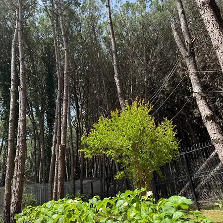 Forest - Middle Of Forest & Near The * Golem (Tirana)