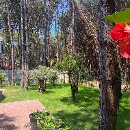 Forest - Middle Of Forest & Near The Villa Golem (Tirana)
