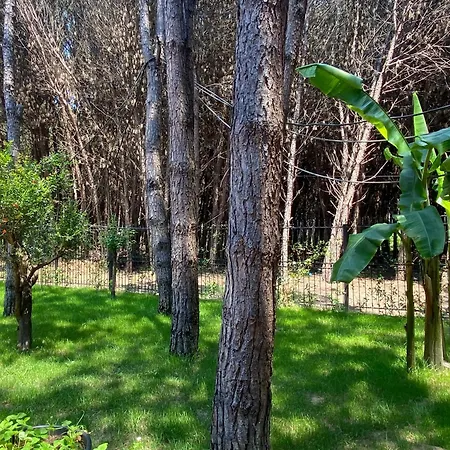 Forest - Middle Of Forest & Near The *