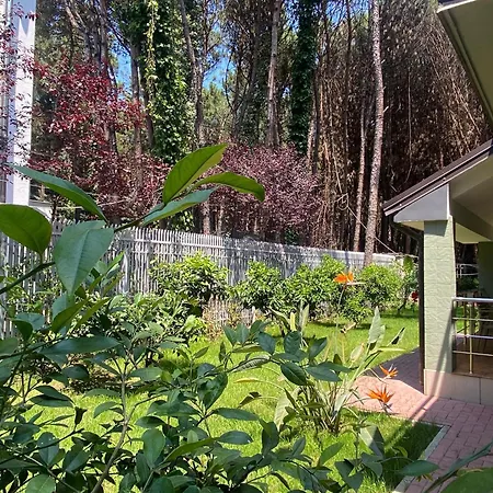 Forest - Middle Of Forest & Near The