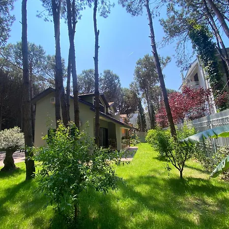 Forest - Middle Of Forest & Near The 别墅 *