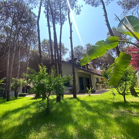 Forest - Middle Of Forest & Near The *