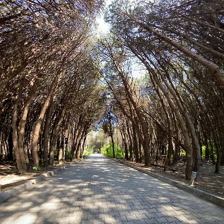 Forest - Middle Of Forest & Near The Villa Golem (Tirana)
