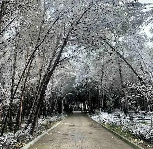 Forest - Middle Of Forest & Near The 别墅 *