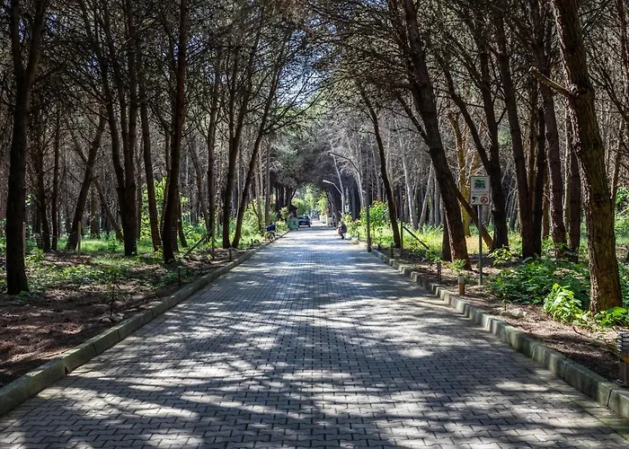 Forest - Middle Of Forest & Near The *