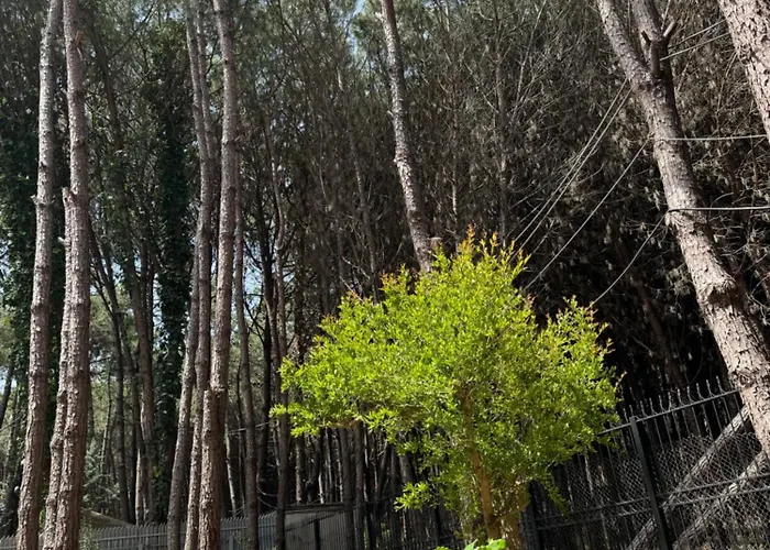 Forest - Middle Of Forest & Near The * 格勒姆