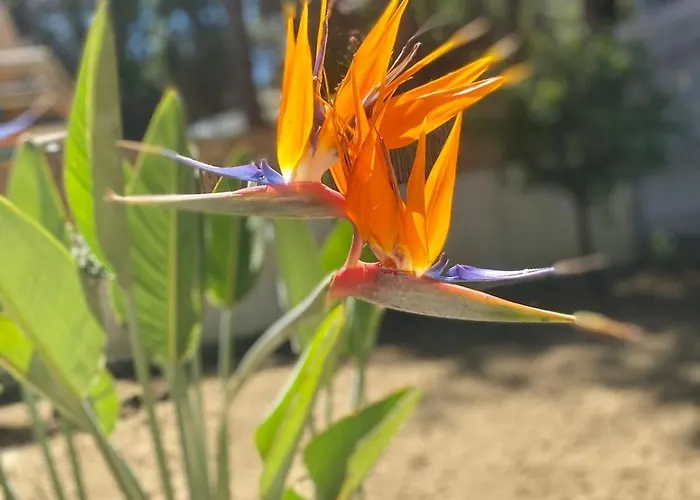 Forest - Middle Of Forest & Near The *