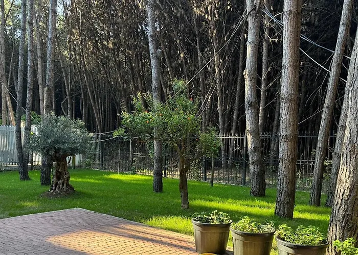 Forest - Middle Of Forest & Near The 别墅 *