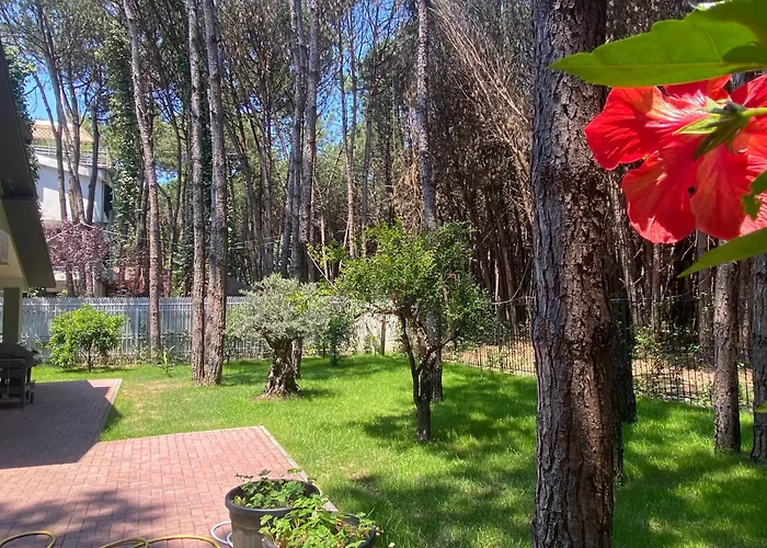 Forest - Middle Of Forest & Near The Willa Golem (Tirana)