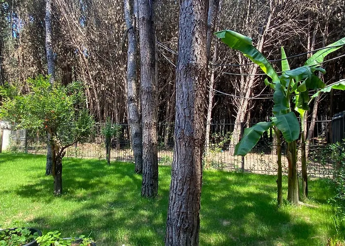 Forest - Middle Of Forest & Near The *