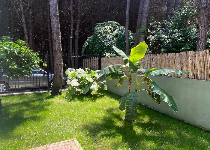 Forest - Middle Of Forest & Near The Golem (Tirana)