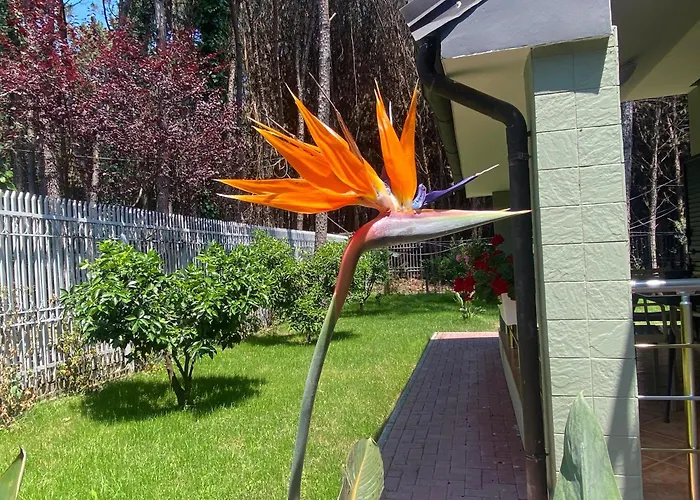 Forest - Middle Of Forest & Near The Villa