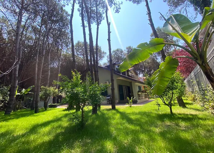 Forest - Middle Of Forest & Near The *