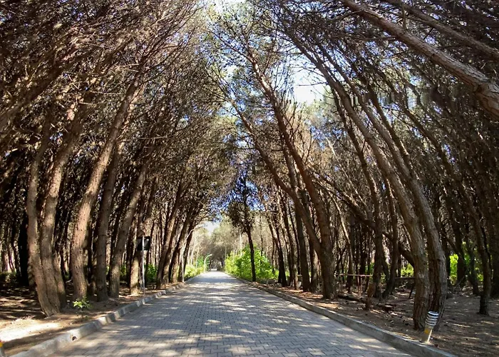 Forest - Middle Of Forest & Near The Villa Golem (Tirana)