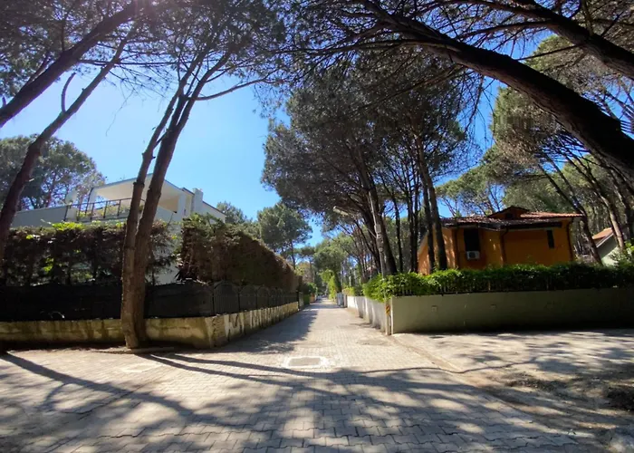 Forest - Middle Of Forest & Near The *